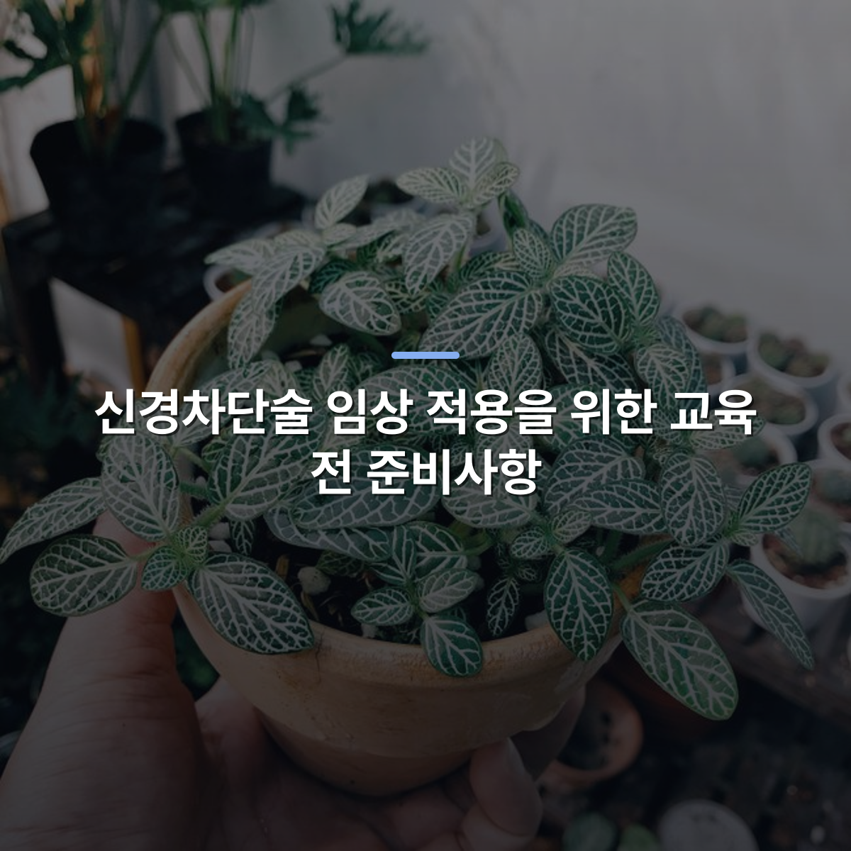 신경차단술 임상 적용을 위한 교육 전 준비사항 · 사진: A close-up view of a Fittonia plant in a clay pot, held by a person indoors.